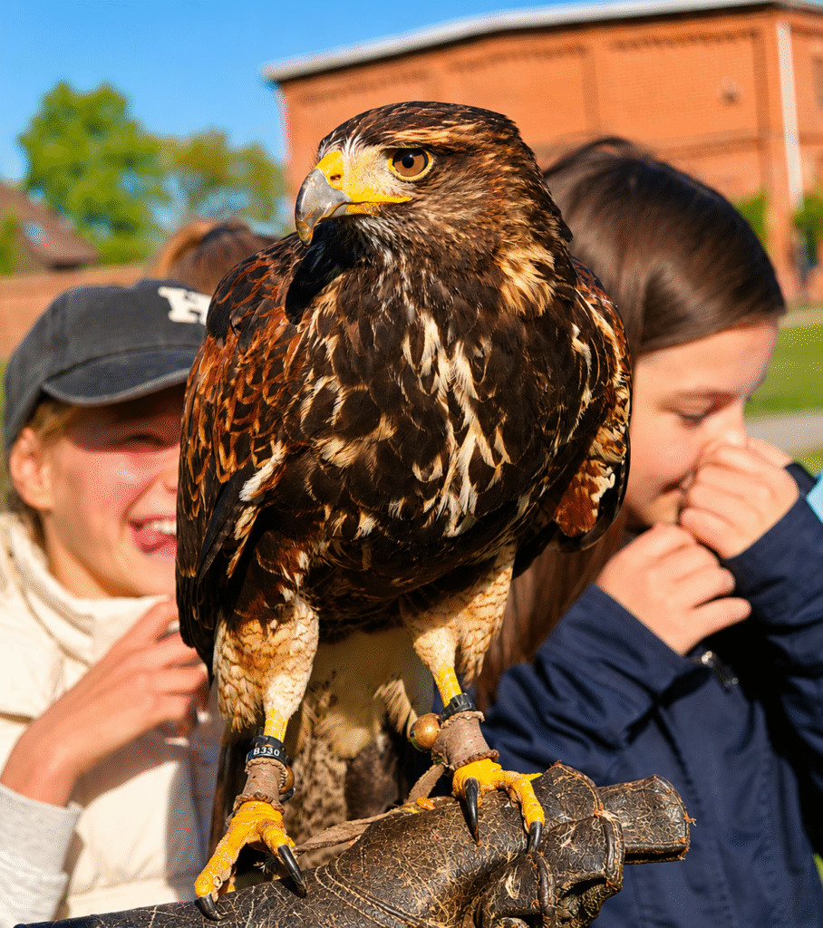 Über Uns 15 Über uns-Grünes Klassenzimmer Greifvogel