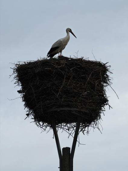 Gruenes-Klassenzimmer Golfpark-Strelasund-25