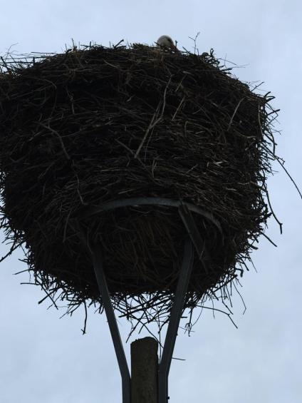 Gruenes-Klassenzimmer Golfpark-Strelasund-31