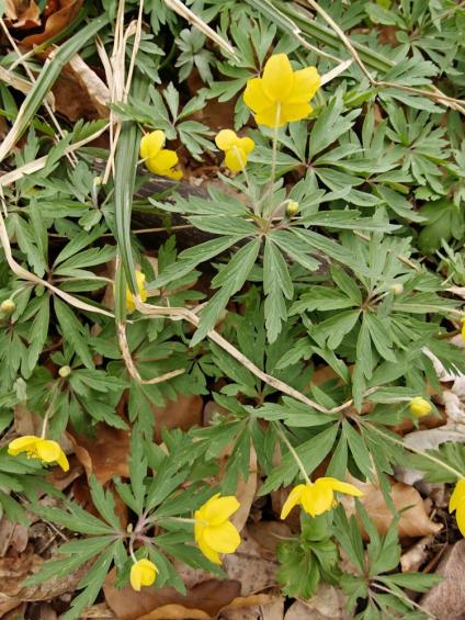 Gruenes-Klassenzimmer Golfpark-Strelasund-35