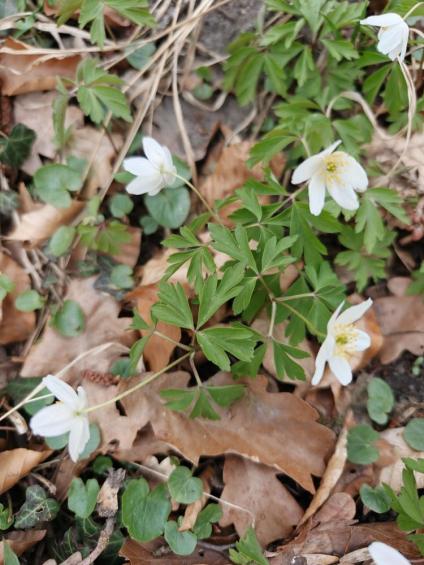 Gruenes-Klassenzimmer Golfpark-Strelasund-38