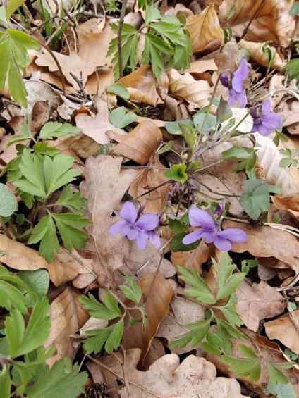 Gruenes-Klassenzimmer Golfpark-Strelasund-39