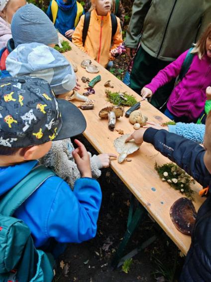 Gruenes-Klassenzimmer Pilze-14