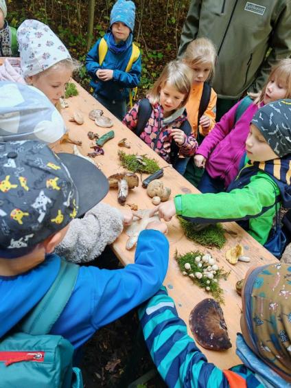 Gruenes-Klassenzimmer Pilze-15