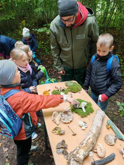 Gruenes-Klassenzimmer Pilze-21