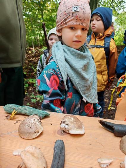 Gruenes-Klassenzimmer Pilze-23