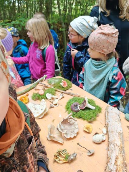 Gruenes-Klassenzimmer Pilze-25