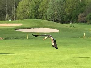 Storch im Flug Golfplatz - Biodervisität