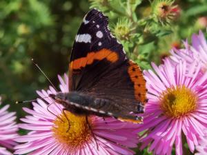 Schmetterling - Biodervisität